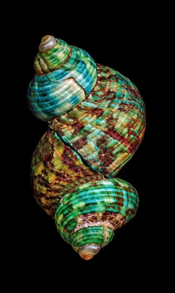 Photograph Jose Laino Connecting Shells on One Eyeland